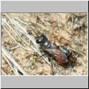 Tachysphex obscuripennis - Grabwespe w13a 9mm mit Schabe - Sandgrube Niedringhaussee.jpg